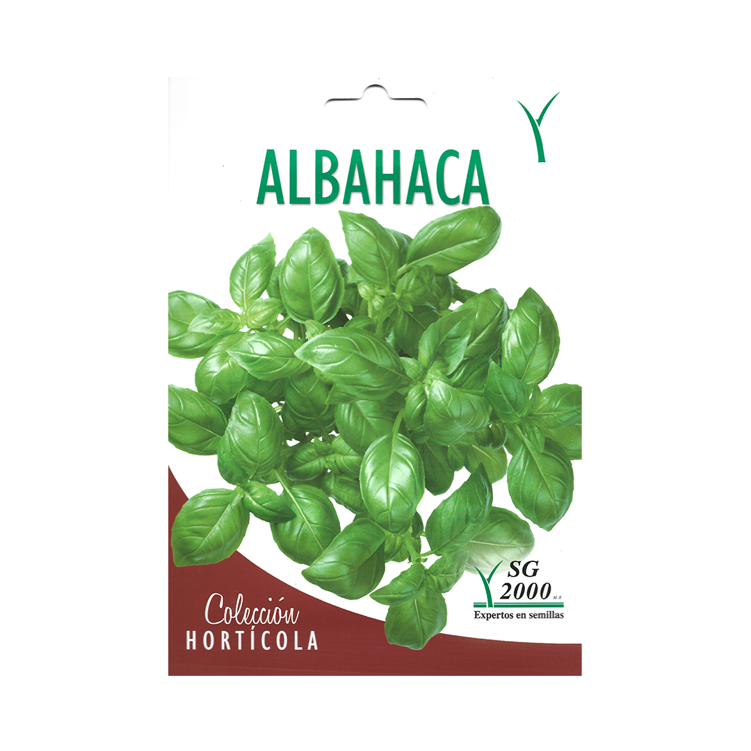 Semillas de Albahaca Genovese - Imagen 2
