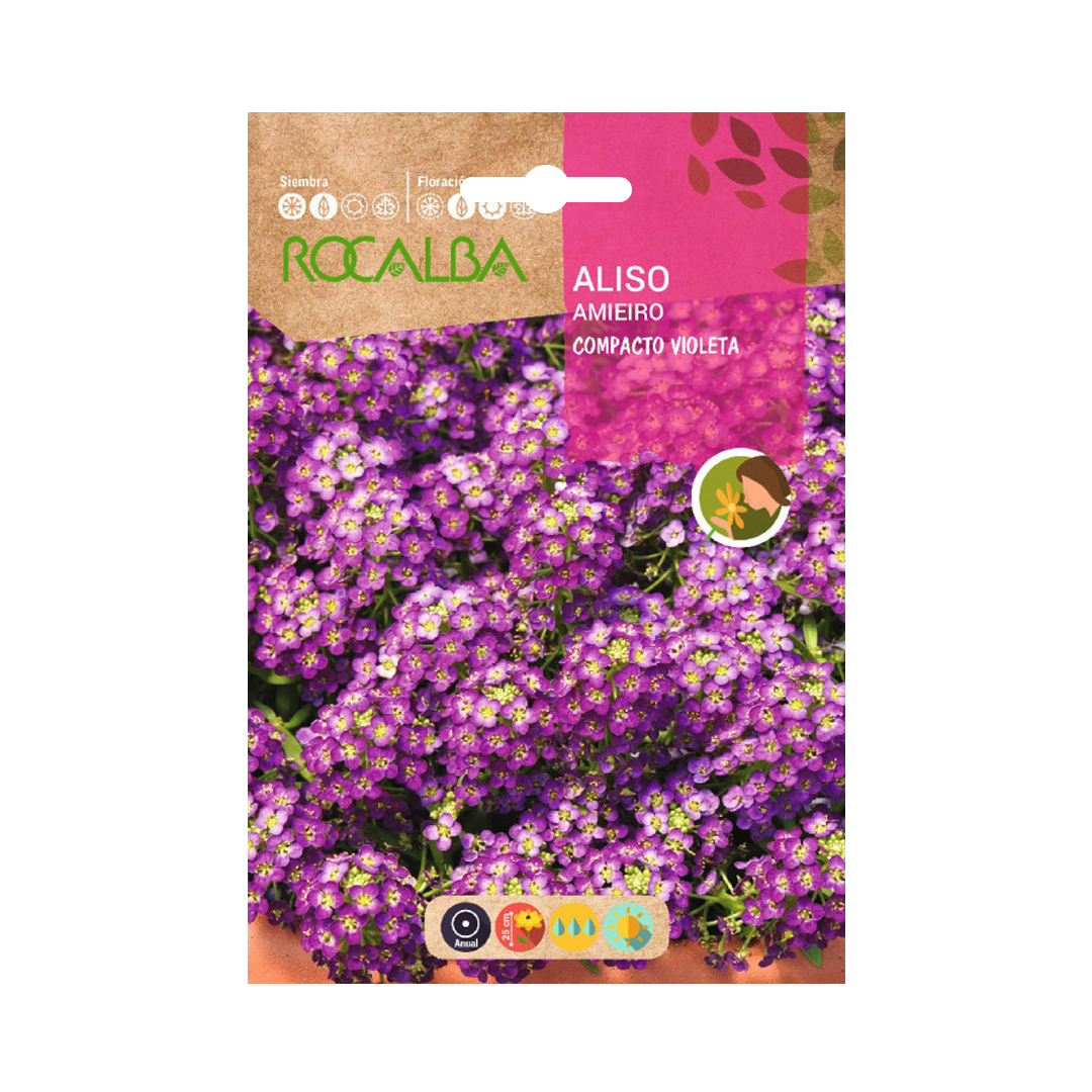 Semillas de Aliso Compacto Violeta - Imagen 2