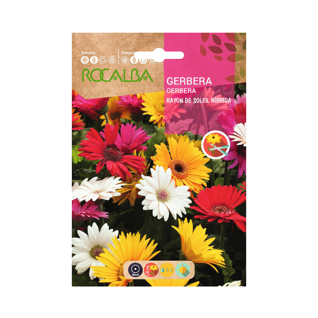 Semillas de Gerbera Rayon De Soleil Híbrida - Imagen 2