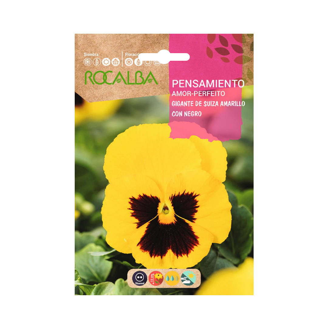 Semillas de Pensamiento Gigante de Suiza Amarillo con Negro - Imagen 2