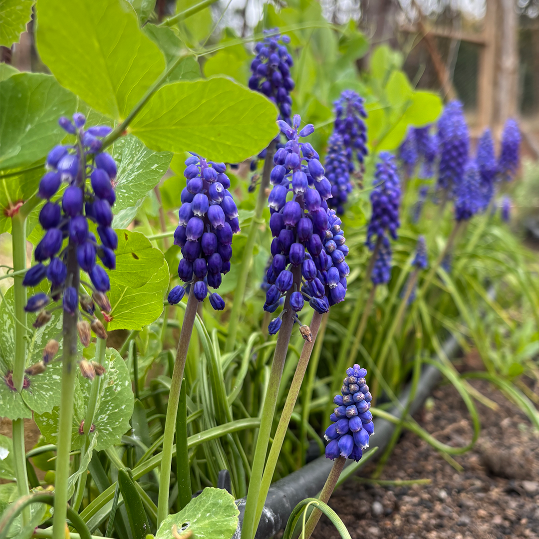 Bulbos de Muscari (Pack de 10) M