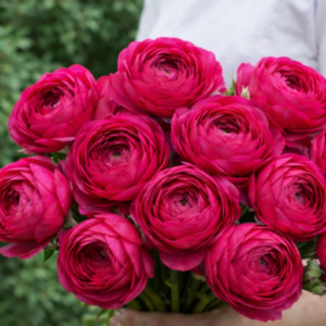 Bulbos de Ranúnculos Magenta (Pack de 5)