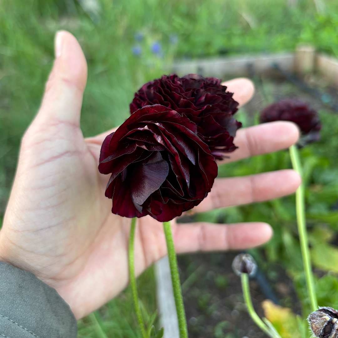 Bulbos de Ranúnculos Mahogany (Pack de 5) - Imagen 2