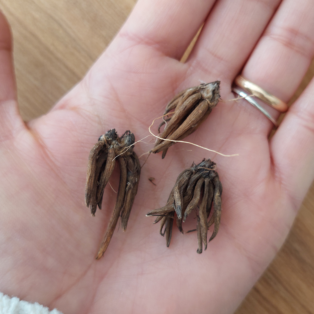 Bulbos de Ranúnculos Mahogany (Pack de 5) - Imagen 4