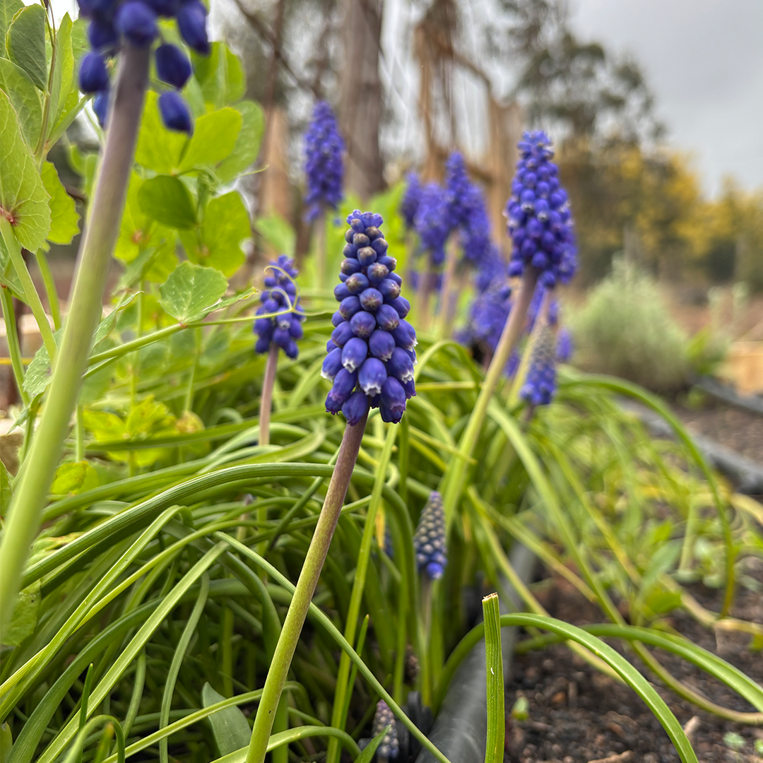 Bulbos de Muscari (Pack de 10) M - Imagen 3