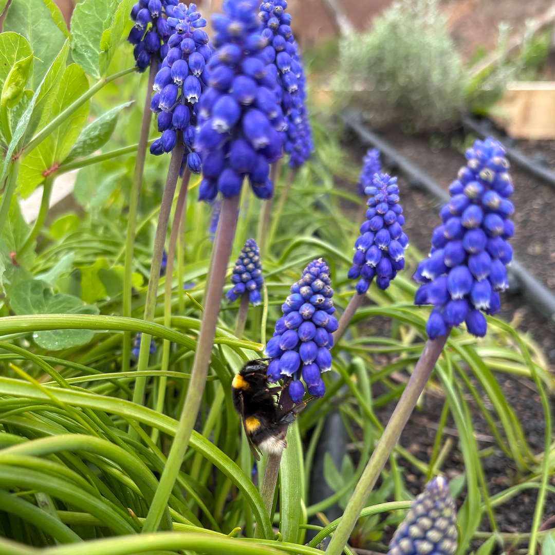 Bulbos de Muscari (Pack de 10) M - Imagen 2