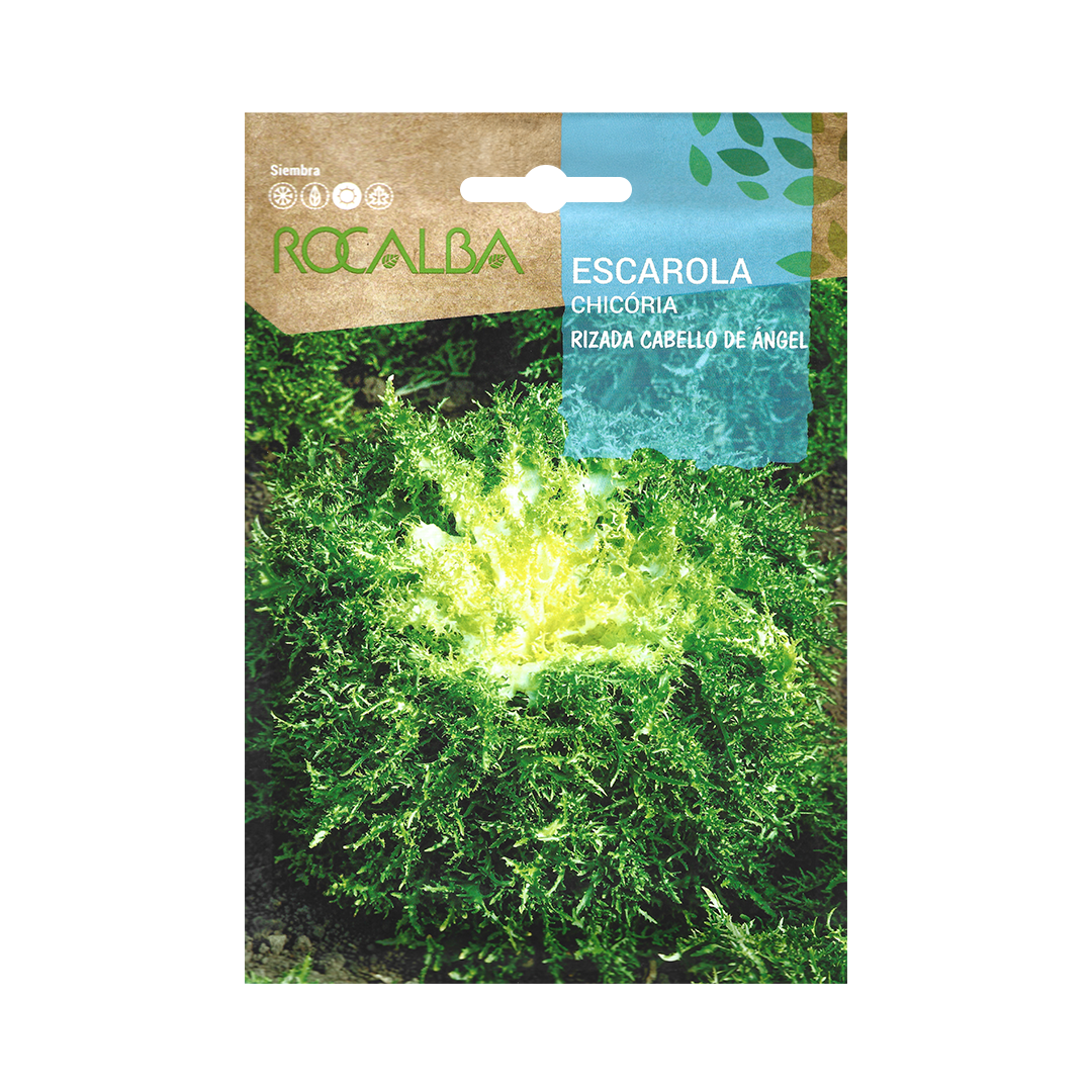 Semillas de Achicoria Rizada Cabello de Ángel - Imagen 2