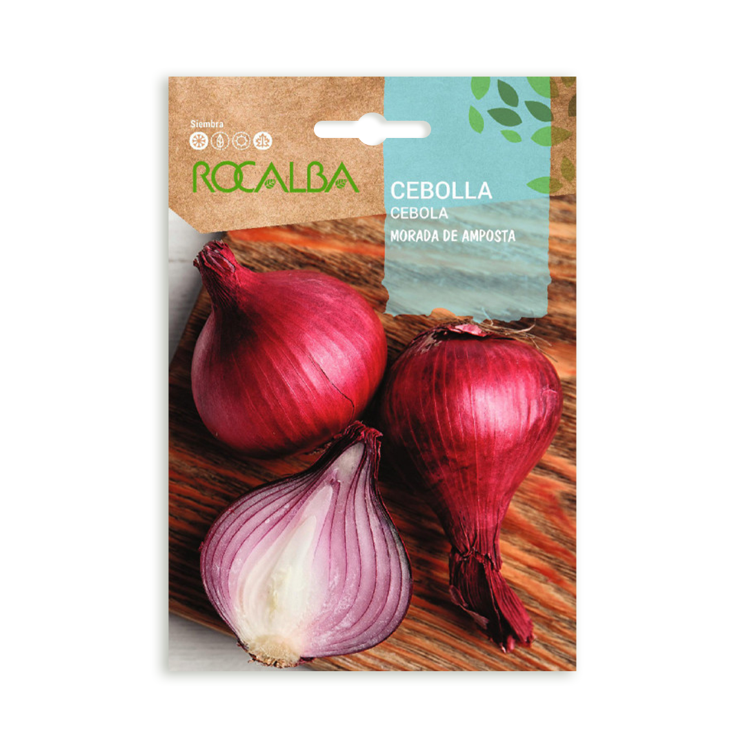 Semillas de Cebolla Morada de Amposta - Imagen 2