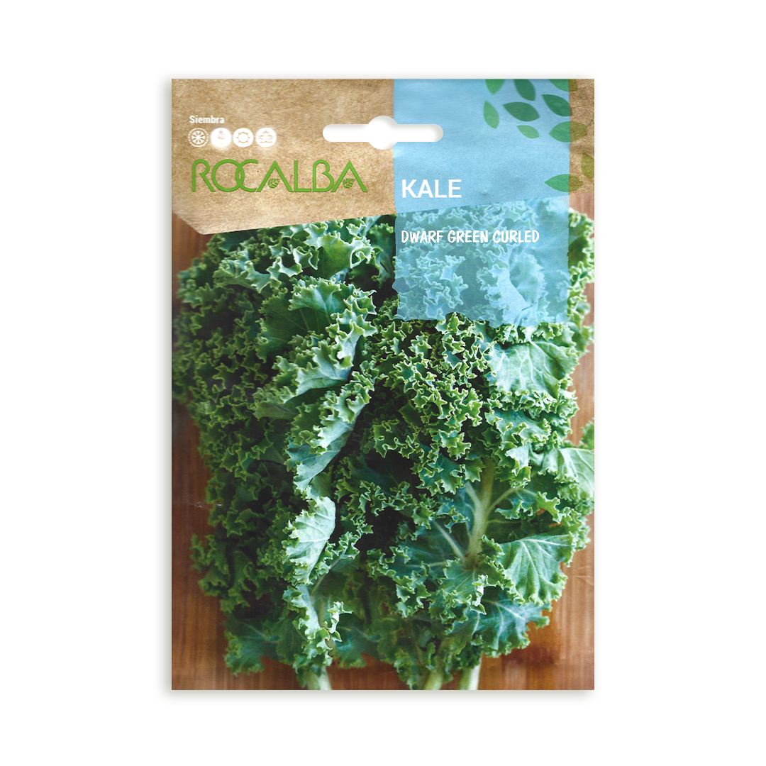Semillas de Kale Dwarf Green Curled - Imagen 2