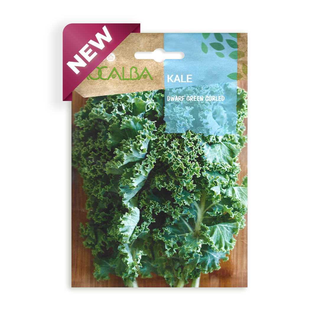 Semillas de Kale Dwarf Green Curled