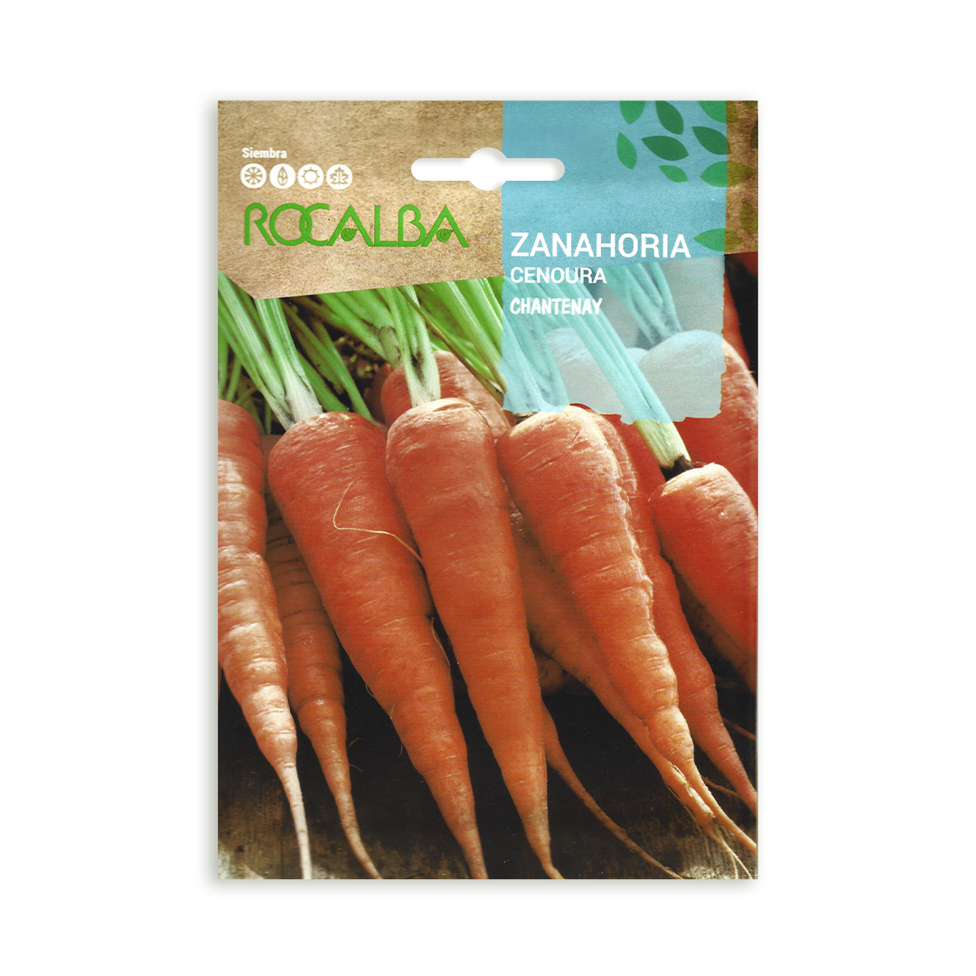 Semillas de Zanahoria Chantenay Rocalba - Imagen 2