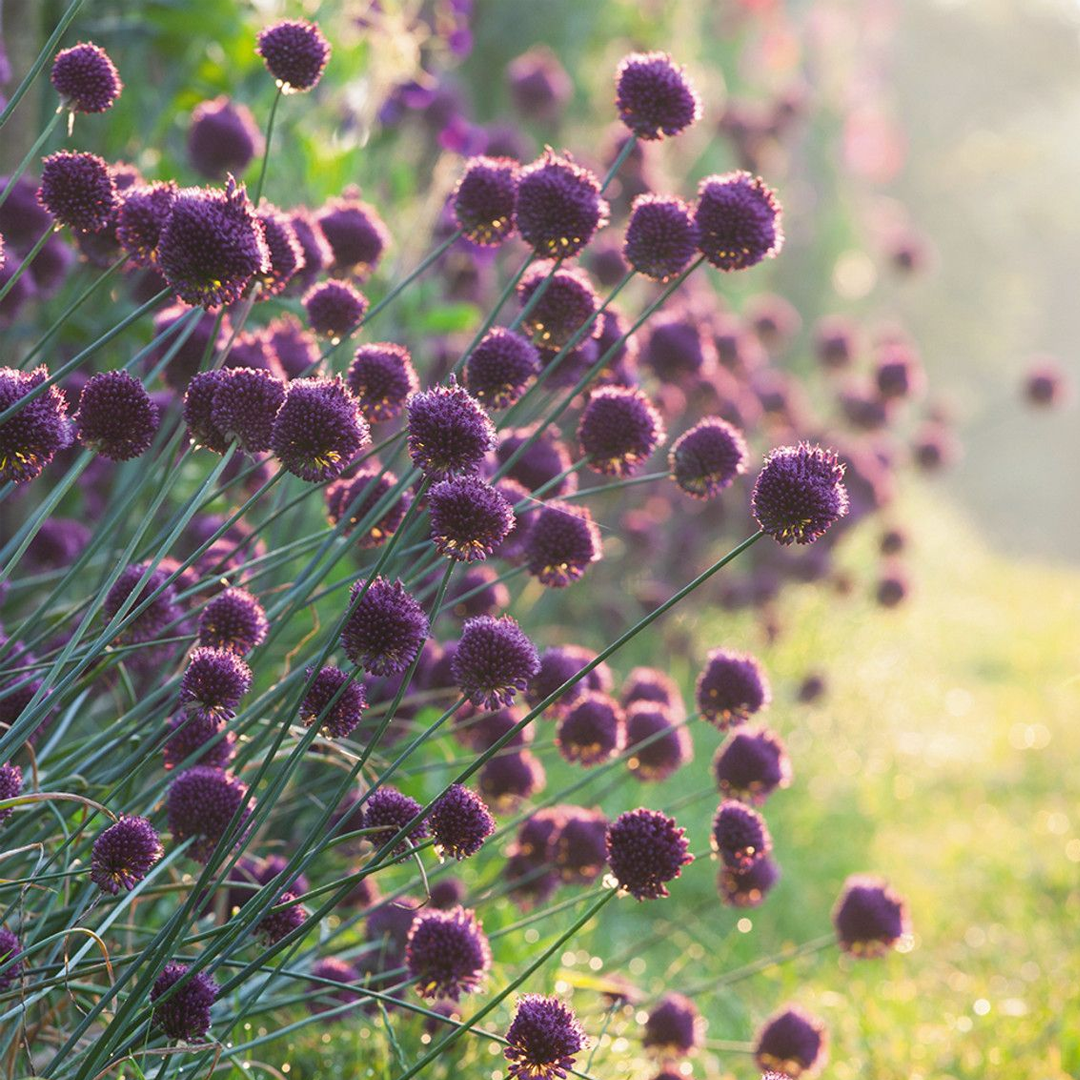 Bulbos de Allium sphaerocephalon (x10)