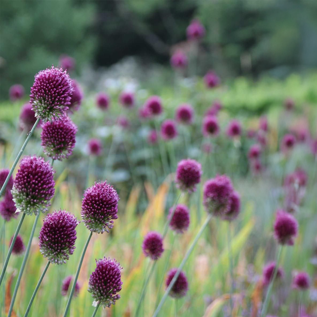 Bulbos de Allium sphaerocephalon (x10) - Imagen 3