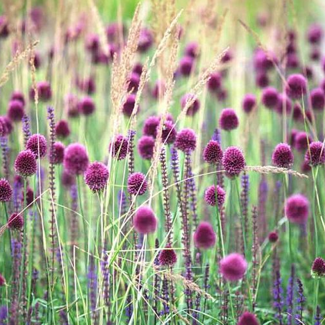 Bulbos de Allium sphaerocephalon (x10) - Imagen 4