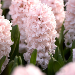 Bulbos de Jacinto China Pink (x3)