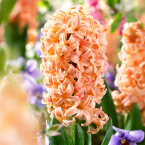 Bulbos de Jacinto Gipsy Queen (x3)