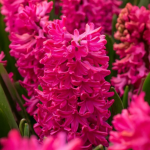 Bulbos de Jacinto Jan Bos (x3)