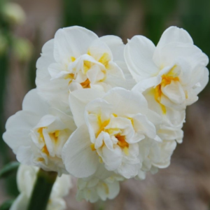 Bulbos de Narciso Bridal Crown (x3)