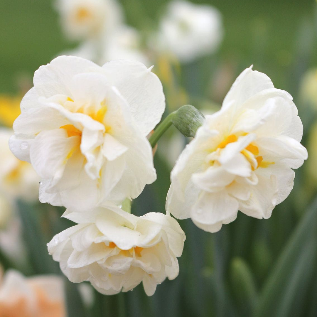 Bulbos de Narciso Bridal Crown (x3) - Imagen 3