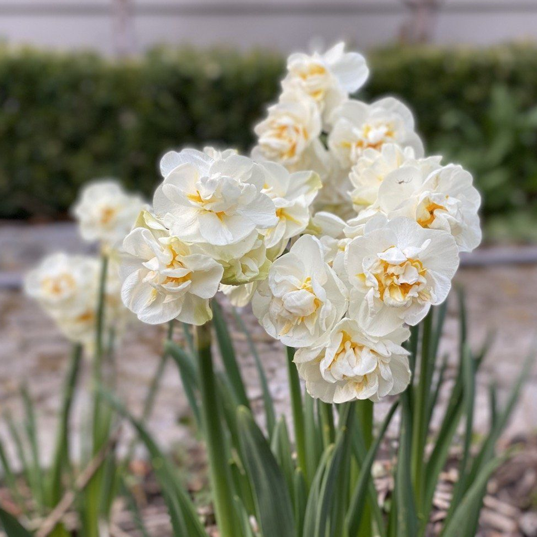 Bulbos de Narciso Bridal Crown (x3) - Imagen 4