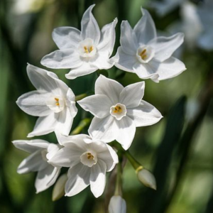 Bulbos de Narciso Paperwhite (x3)