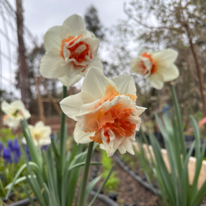 Bulbos de Narciso Sweet Paradise (x3)