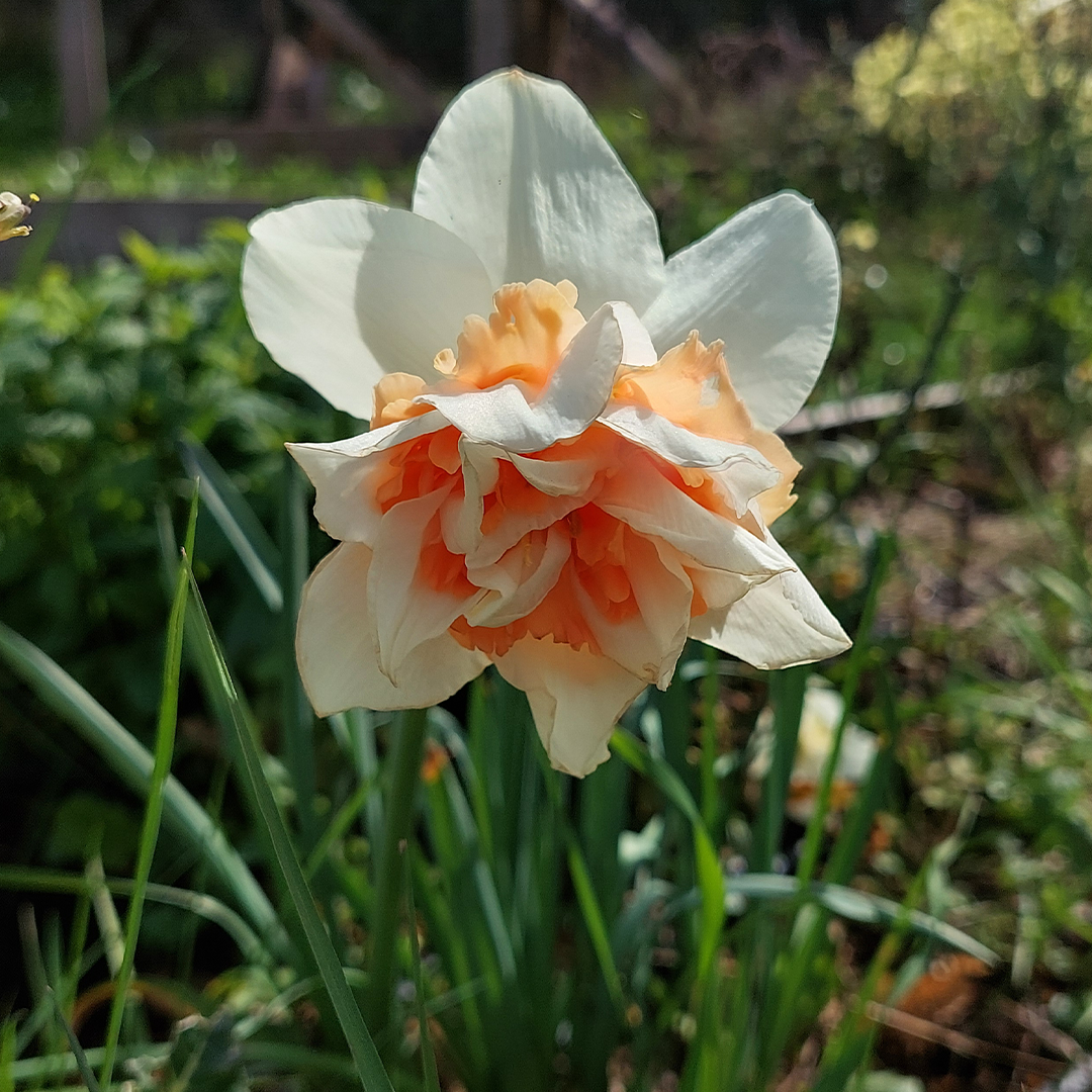 Bulbos de Narciso Sweet Paradise (x3) - Imagen 3