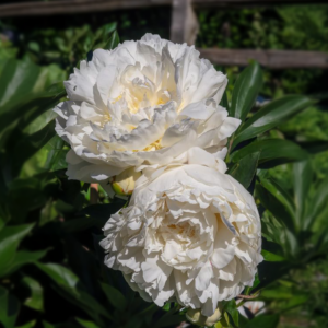Rizoma de Peonía Marie Lemoine