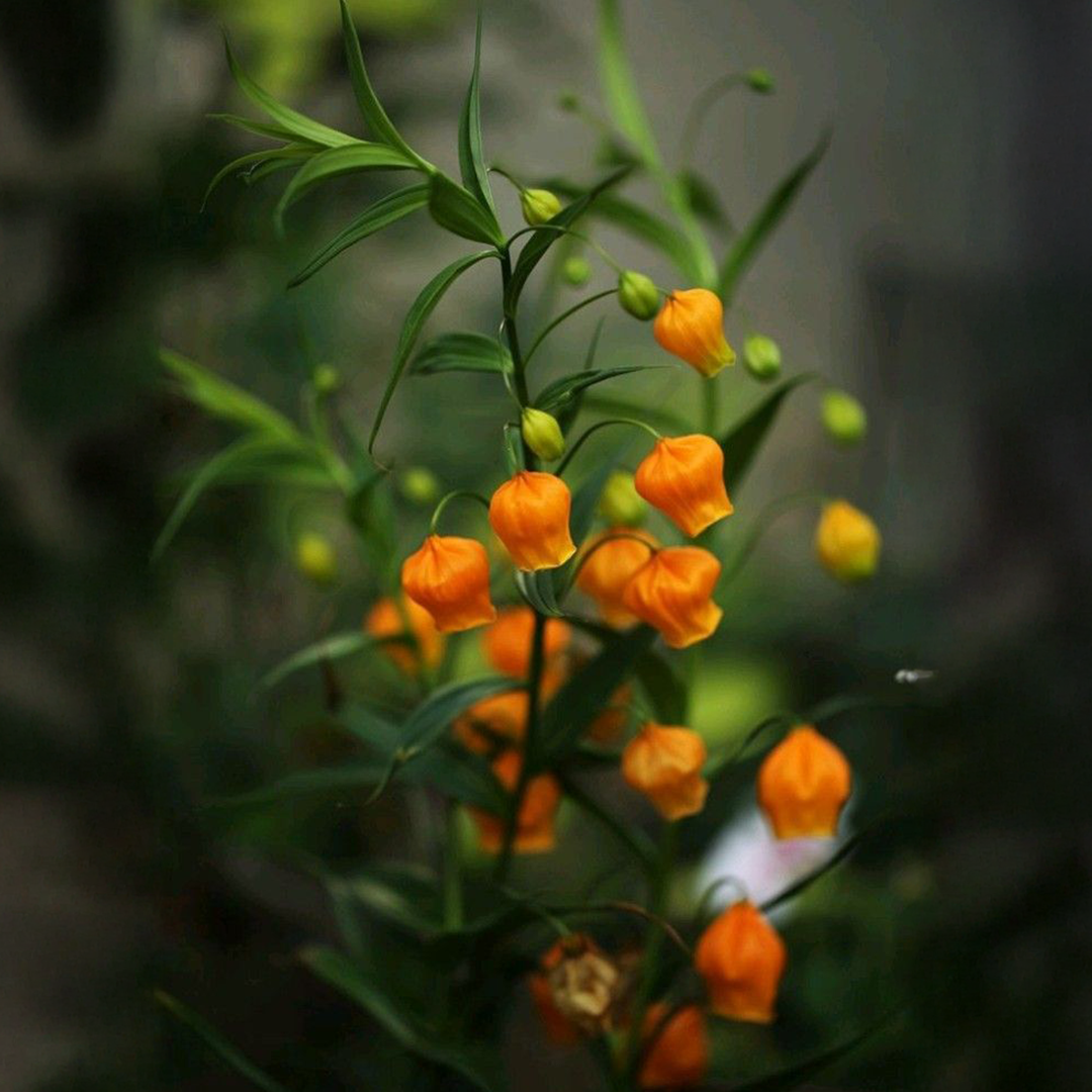 Túberos de Sandersonia (x3) - Imagen 4