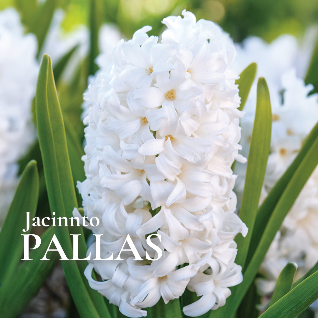 Pack Flores de Corte White Bulbs - Imagen 3