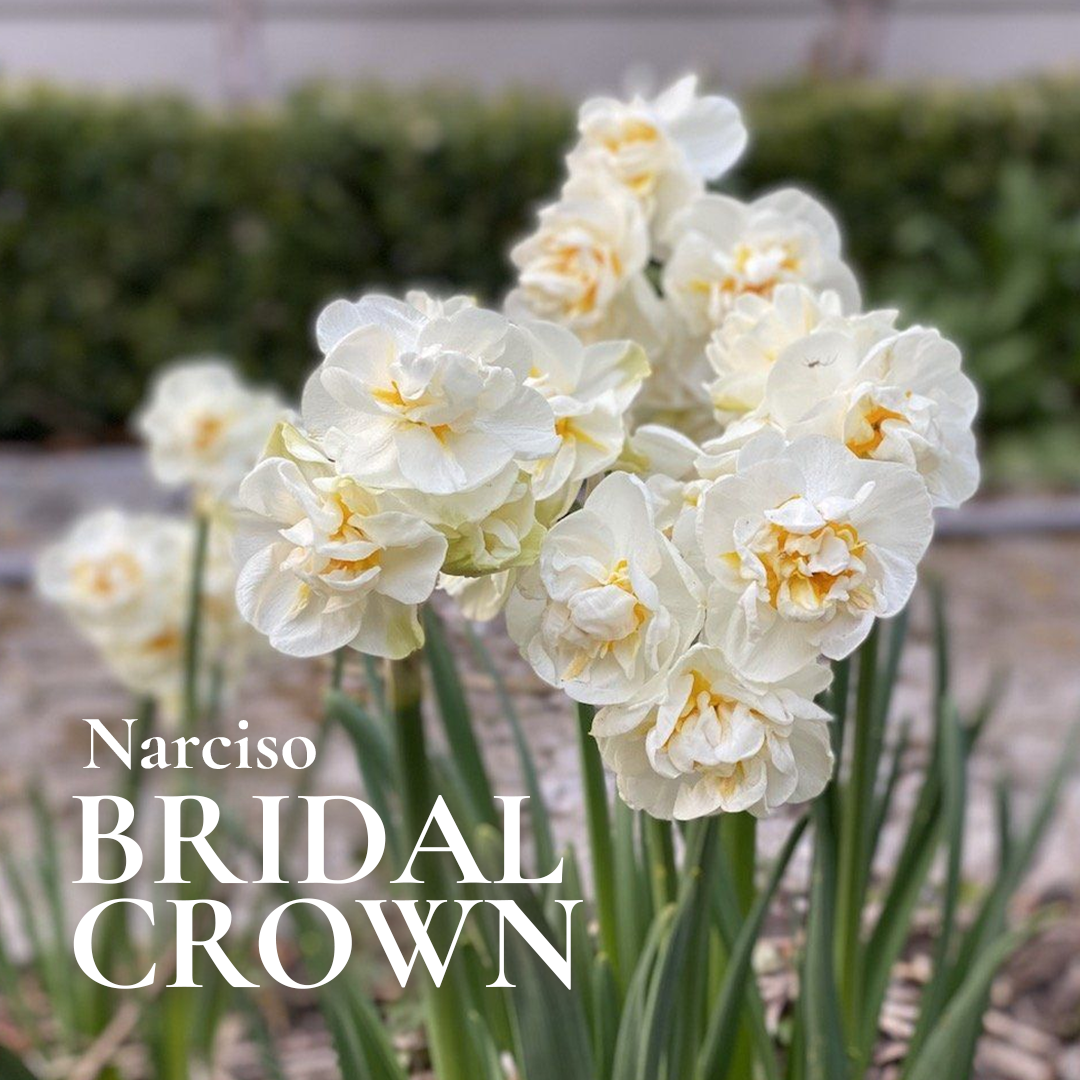 Pack Flores de Corte White Bulbs - Imagen 4