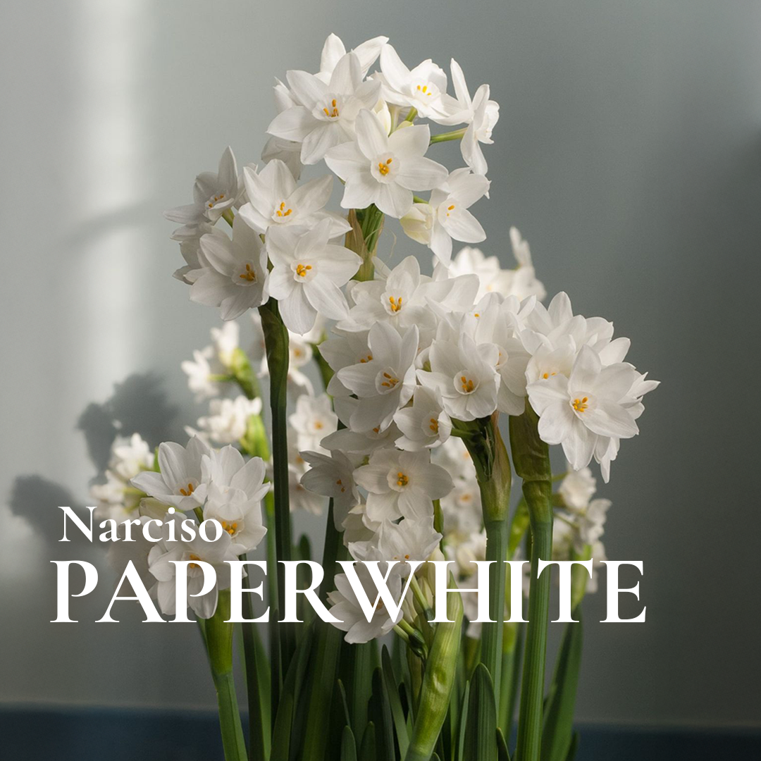 Pack Flores de Corte White Bulbs - Imagen 5