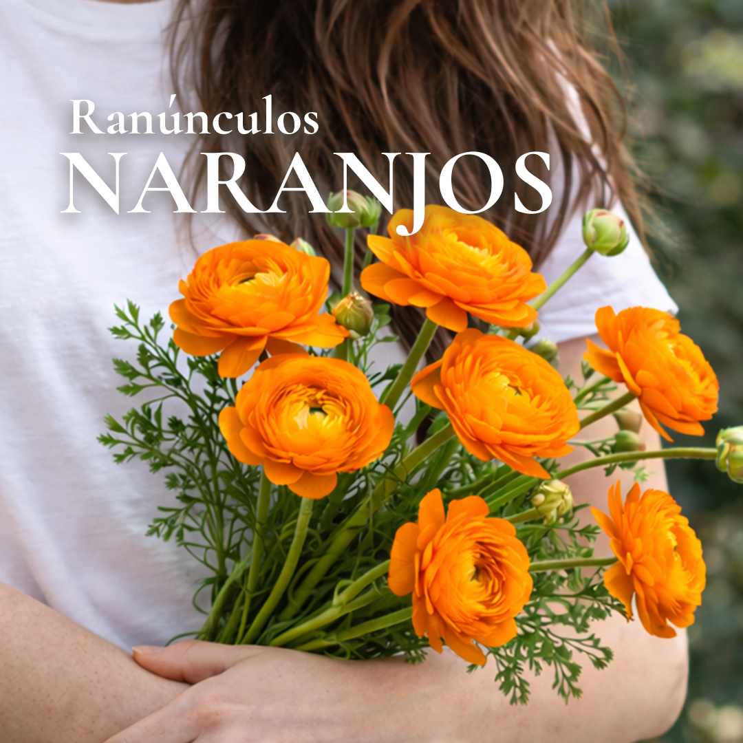 Pack Ranúnculos 7 colores - Imagen 5