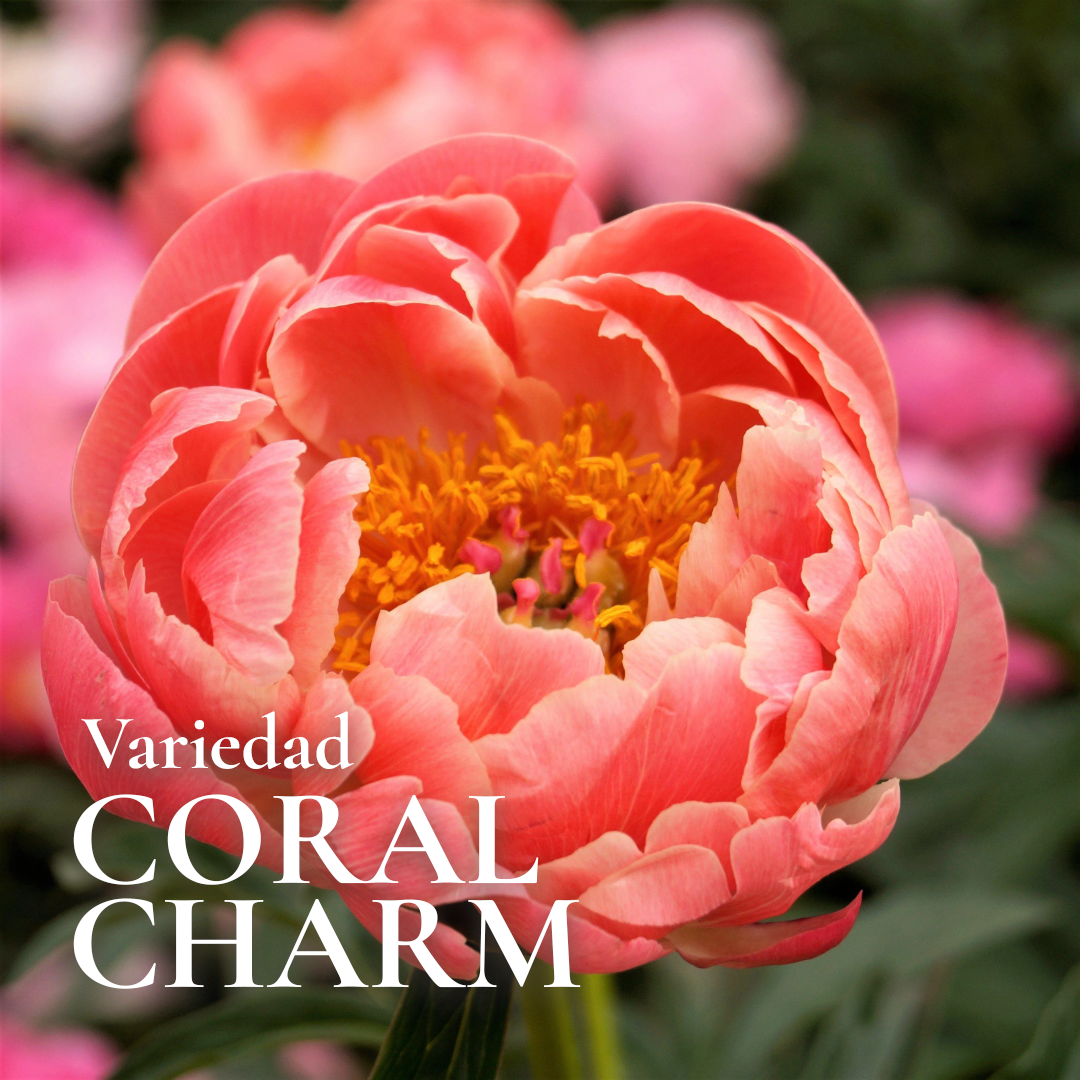 Pack Flores de Corte Rose Bulbs - Imagen 5