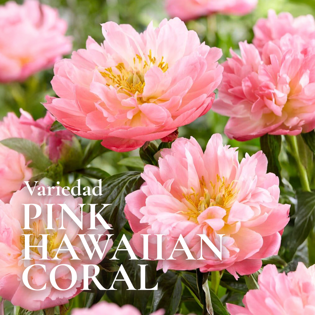 Pack Flores de Corte Rose Bulbs - Imagen 2