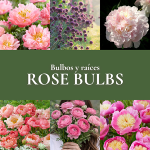 Pack Flores de Corte Rose Bulbs