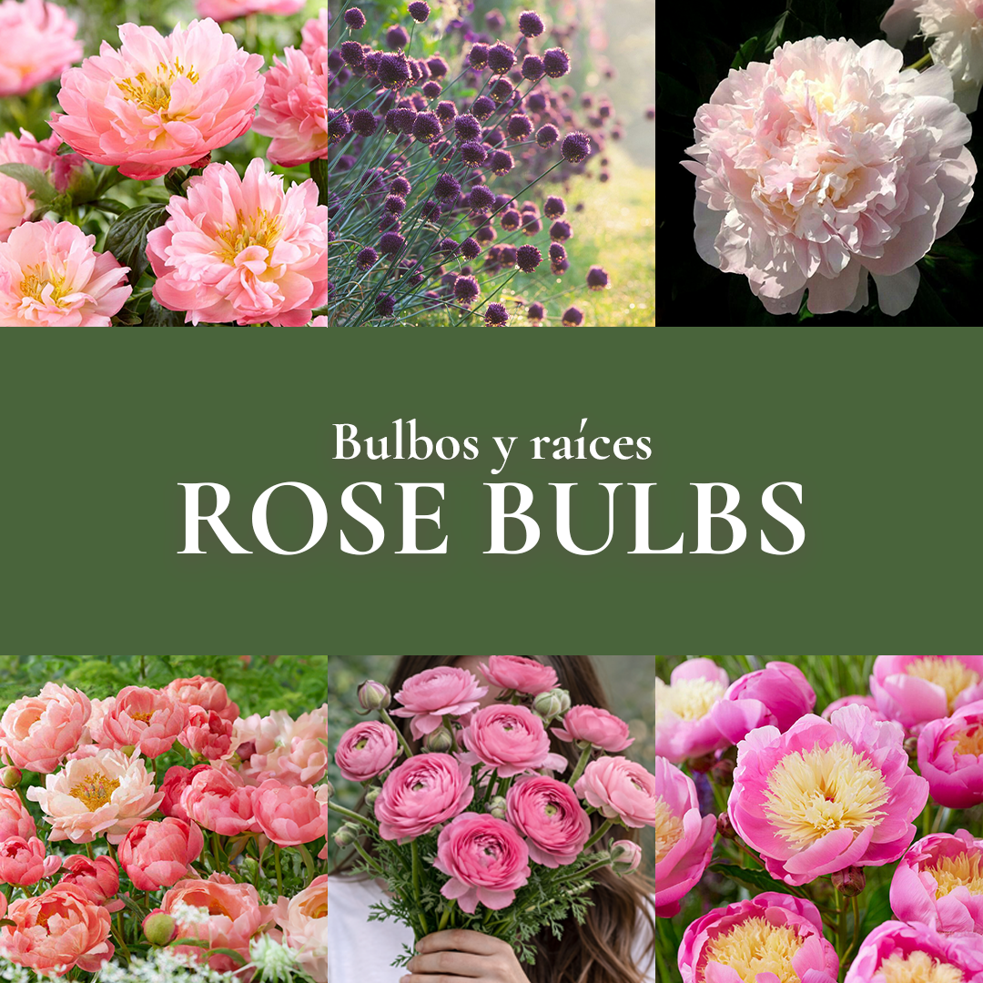 Pack Flores de Corte Rose Bulbs