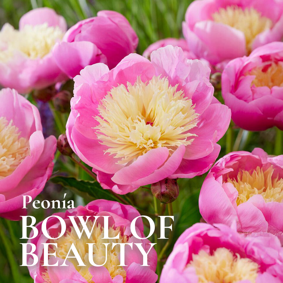 Pack Flores de Corte Rose Bulbs - Imagen 7