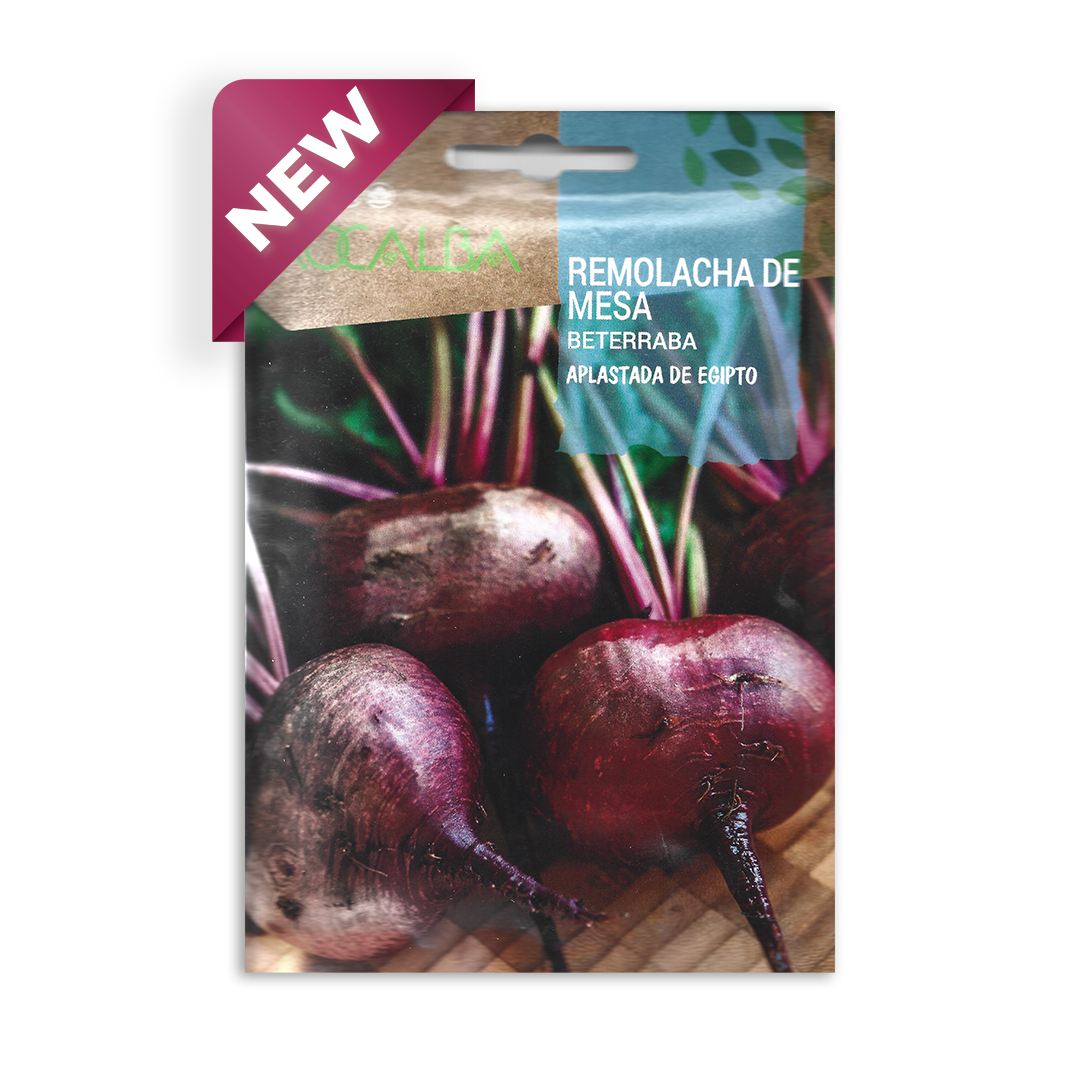 Semillas de Betarraga Aplastada de Egipto