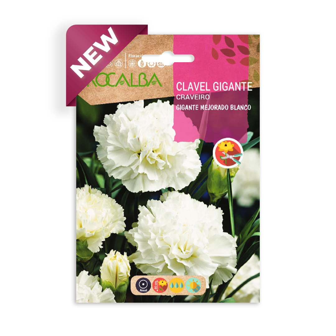 Semillas de Clavel Gigante Mejorado Blanco