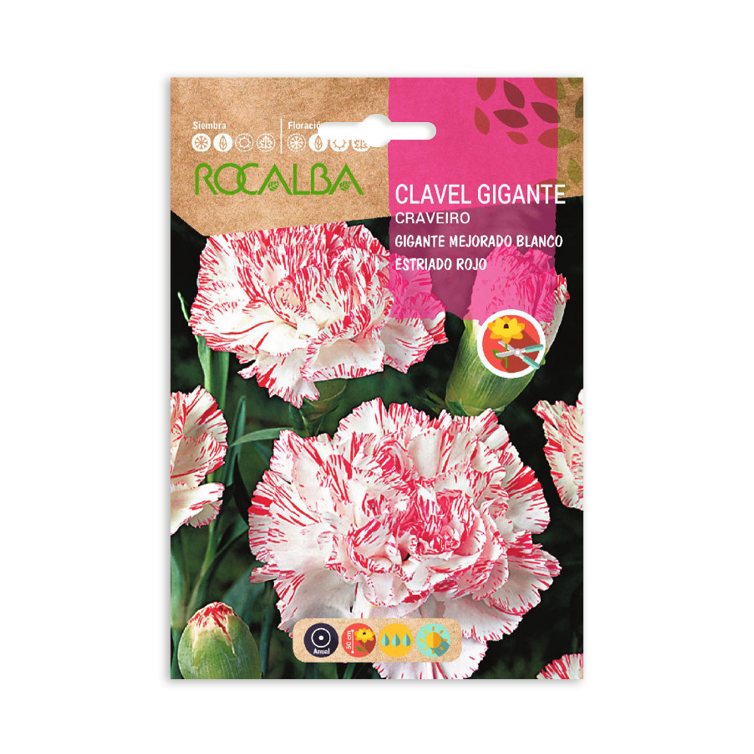 Semillas de Clavel Gigante Mejorado Blanco Estriado Rojo - Imagen 2