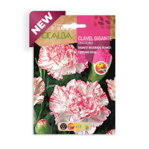 Semillas de Clavel Gigante Mejorado Blanco Estriado Rojo