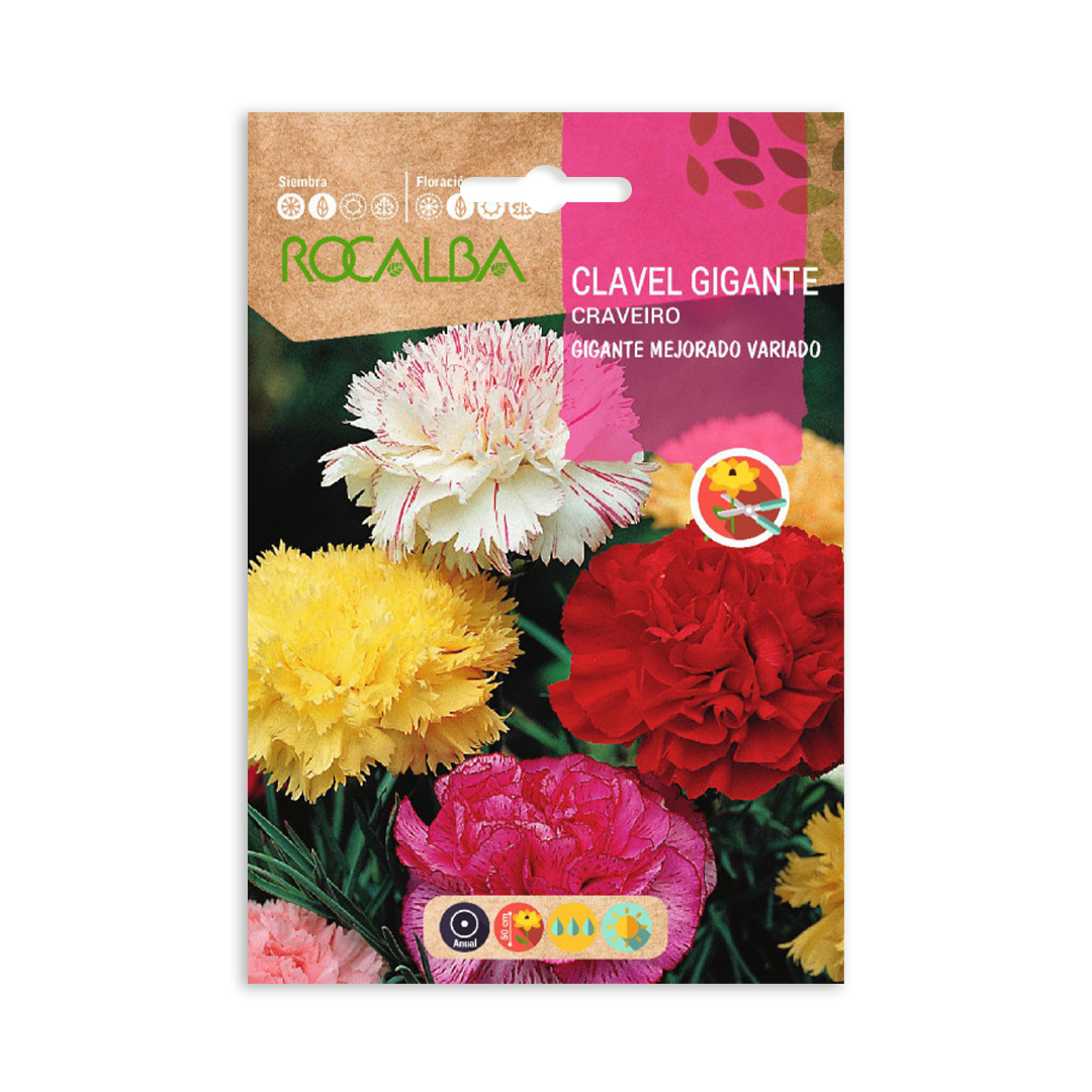 Semillas de Clavel Gigante Mejorado Variado - Imagen 2
