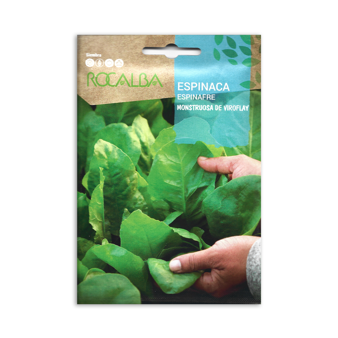 Semillas de Espinaca Monstruosa de Viroflay - Imagen 2