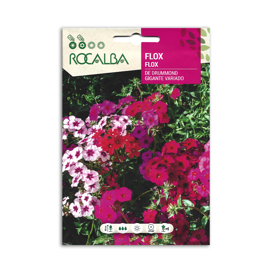 Semillas de Flox de Drummond Gigante Variado - Imagen 2