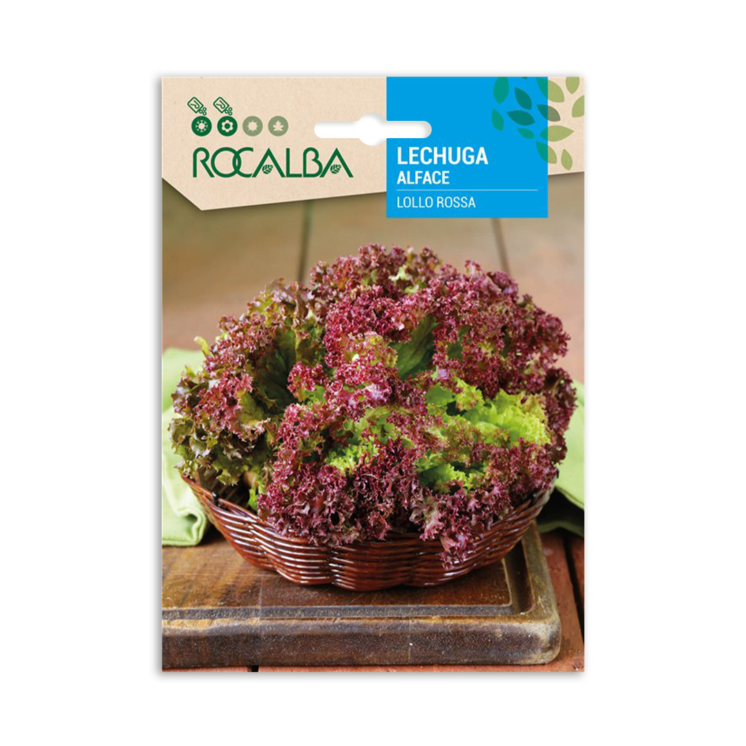 Semillas de Lechuga Lollo Rossa Rocalba - Imagen 2
