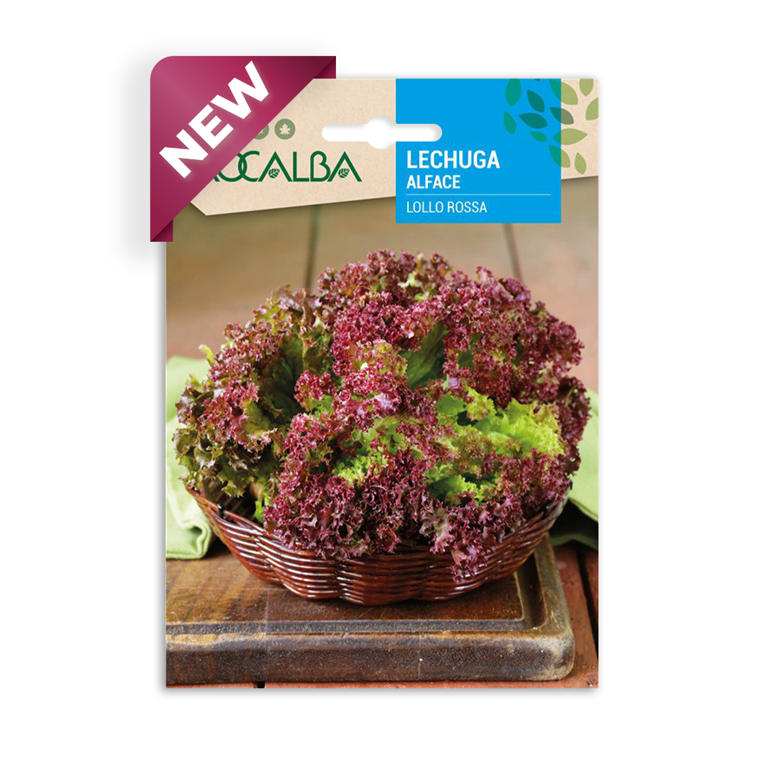 Semillas de Lechuga Lollo Rossa Rocalba