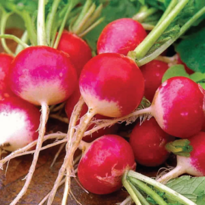 Semillas de Rabanito Sparkler 100 gr