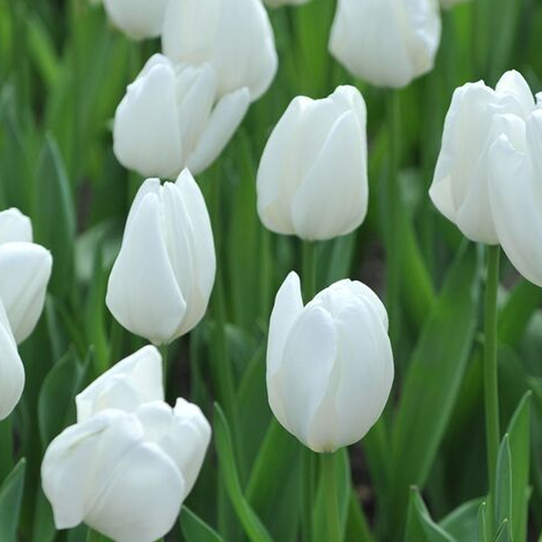 Bulbos de Tulipán Lanka (x5)