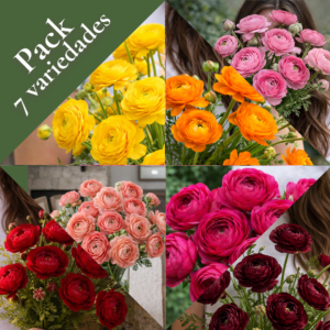 Pack Ranúnculos 7 colores